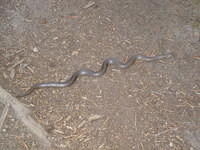 A rubber boa was stretched across the trail.