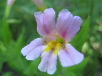 Pink Monkeyflower