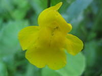 Monkeyflower