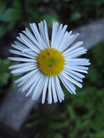 Coulter's Daisy