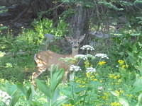 This adorable deer came to investigate me while I sat by the creek.