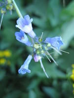 Streamside Bluebells