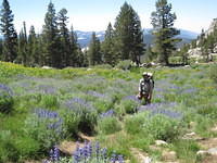 Mickey hiking through lupine bushes.