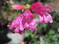 Pride of the Mountain Penstemon