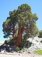 Sierra Juniper - My favorite alpine tree