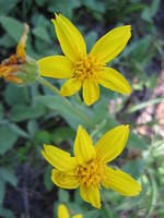 Heart Leafed Arnica