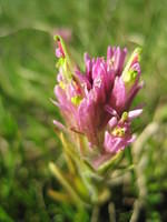 paintbrush flower