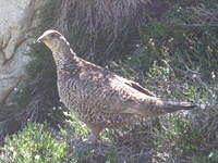 Mama Grouse