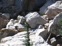 Two marmots