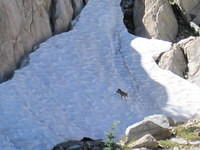 Mickey spotted this coyote running down the snowy slope.