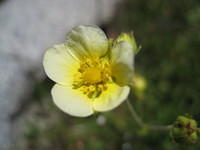 Sticky Cinquefoil