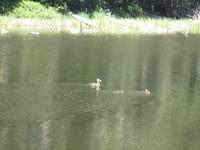 A family of ducks on McGee Lake