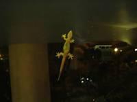 Hello gecko!