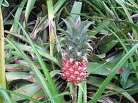 baby pineapple