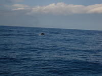Dolphins!