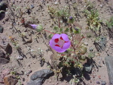 Death Valley in the Spring Flowers