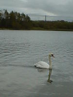 A Swan on Pine Lake