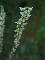 IMG_1738.JPG