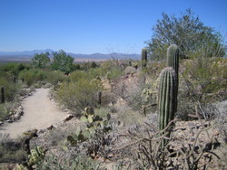 Tucson