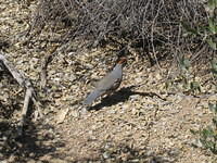 IMG_2682.jpg