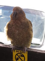 I love how this kea is sitting on the "Do Not Feed the Kea" sign.