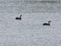 Black swans