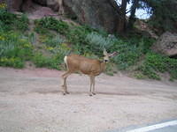 Mule deer along the roadside