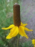 Coneflower