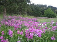 Pink locoweed