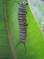 Monarch caterpillar on the milkweed plant