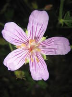 Wild geranium