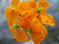 Western wallflower