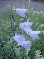 Mountain Harebell bellflower