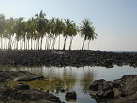 Snorkling by Pu'uhonua o Honaunau was excellent!