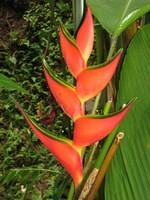 Heliconia