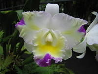 Cattleya