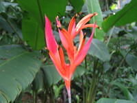 Flowering banana