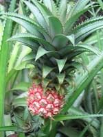 Dwarf pineapple