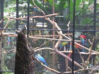 Parrots and Macaws