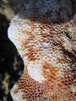 Close-up of coral