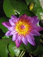 Water lily