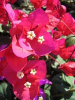 Bougainvillea