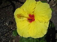 The yellow hibiscus is the state flower of Hawaii